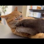 カワウソと猫が同じタイミングで寝始めた！ The otter and the cat started sleeping at the same time!(YouTube)