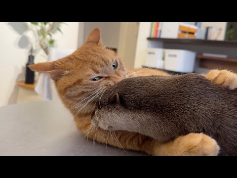 カワウソと猫が同じタイミングで寝始めた！ The otter and the cat started sleeping at the same time!(YouTube)