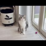 もう一回お散歩に連れて行ってほしくてじーっと座って待ってた猫が可愛すぎました笑(YouTube)