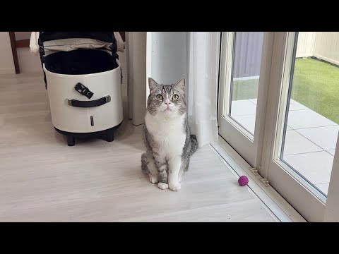 もう一回お散歩に連れて行ってほしくてじーっと座って待ってた猫が可愛すぎました笑(YouTube)