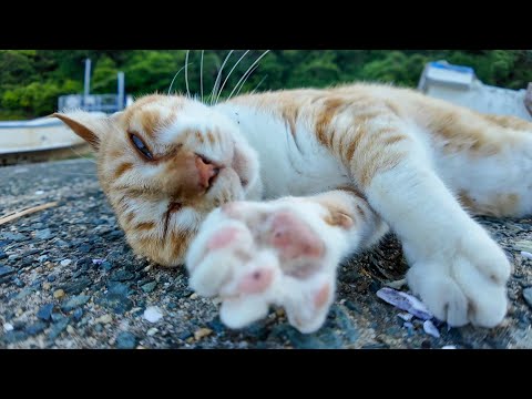 え、降りてきた…！？漁港のボートから転がりながら甘えてくる猫が天使すぎた(YouTube)
