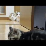 気になって気になって、子猫が気になって、気になる猫(YouTube)