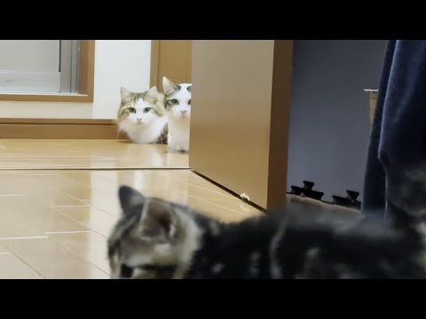 気になって気になって、子猫が気になって、気になる猫(YouTube)