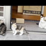 散歩のプロと思い出を作る子猫(YouTube)