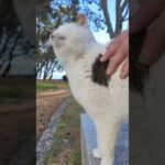 ナデてたら…猫がどんどん集まってきた件🐾💕(YouTube)