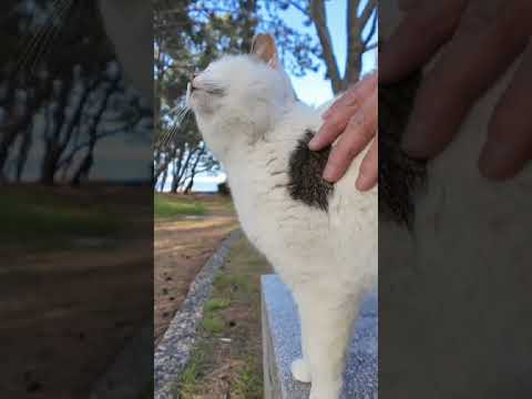 ナデてたら…猫がどんどん集まってきた件🐾💕(YouTube)