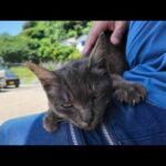 暑さに負けず…膝の上に乗ってきた猫に癒された【猫島奇跡の出会い】(YouTube)