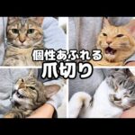 ご報告をしながら個性豊かな8匹の猫たちの爪切り(YouTube)