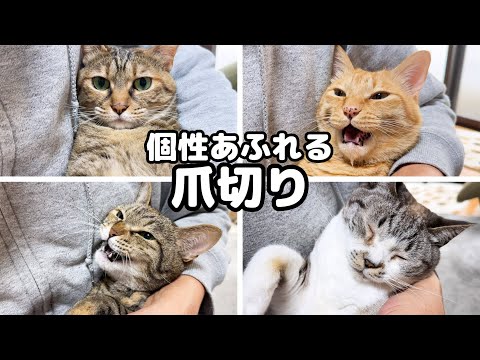 ご報告をしながら個性豊かな8匹の猫たちの爪切り(YouTube)
