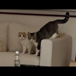 夜中に猫たちがヒソヒソ何かやってるので見に行ったらこうなってました…(YouTube)