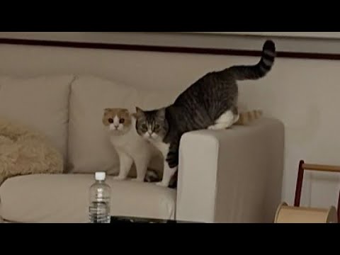 夜中に猫たちがヒソヒソ何かやってるので見に行ったらこうなってました…(YouTube)