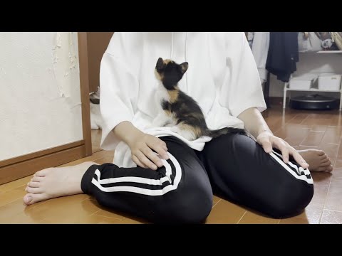子猫にどう接したらいいのか困惑するオデコと娘(YouTube)