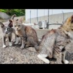 これが猫島の日常…？路上でゴロゴロする猫たちに癒される(YouTube)