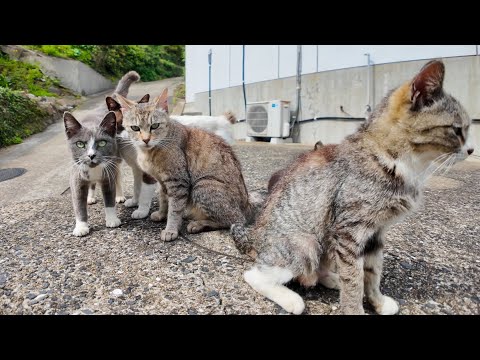 これが猫島の日常…？路上でゴロゴロする猫たちに癒される(YouTube)