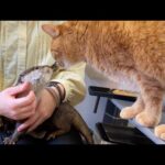 カワウソ餌やり体験大会とカワウソ抱っこ体験大会開催！ Otter feeding and otter cuddling experience!(YouTube)