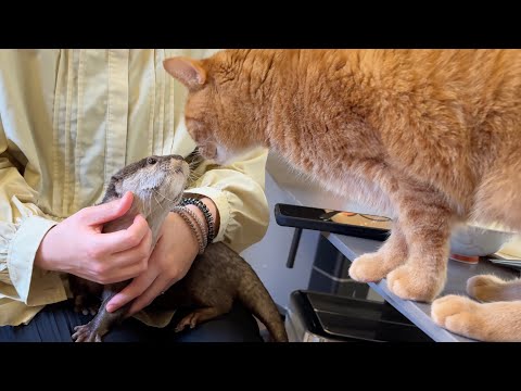 カワウソ餌やり体験大会とカワウソ抱っこ体験大会開催！ Otter feeding and otter cuddling experience!(YouTube)