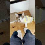 お膝大好きマンが仕事中にやってきた #cats(YouTube)