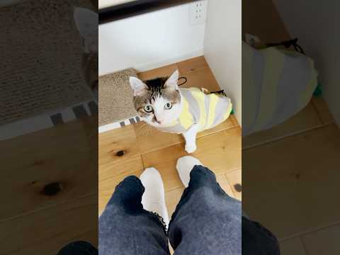 お膝大好きマンが仕事中にやってきた #cats(YouTube)