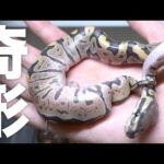 重度の奇形と神経障がいを持って産まれてきたヘビ(YouTube)