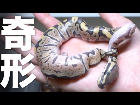 重度の奇形と神経障がいを持って産まれてきたヘビ(YouTube)