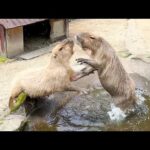 ヤングコーンをあげている途中に、カピバラ繁殖の大変な一面が撮影できました(YouTube)