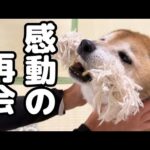 久々のお姉ちゃん帰宅に大感動で子犬のようにはしゃぐ柴犬【柴犬と猫の大家族】(YouTube)