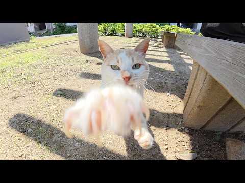 凶暴な猫とおもちゃで遊んで親睦を深めたら、モフらせてくれた(YouTube)