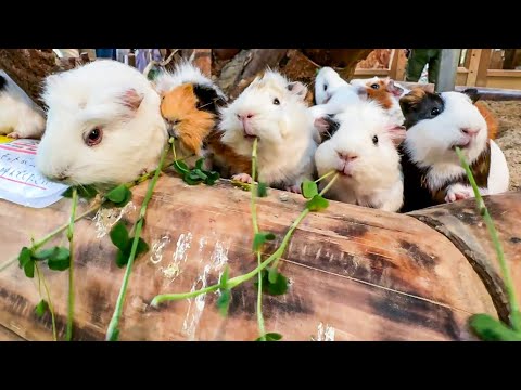 モルモットたちの可愛すぎるお口になが〜いエサが吸い込まれていく様子はこちらです(YouTube)