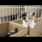 寝床で一緒に寝たい仲良しの子猫(YouTube)