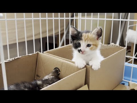 寝床で一緒に寝たい仲良しの子猫(YouTube)