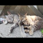 テトラポットの隙間を覗くと、三匹の猫がくっついてお昼寝していた(YouTube)