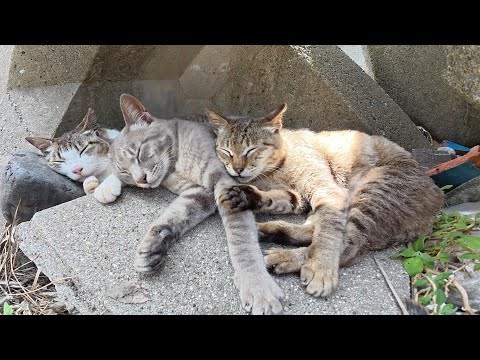テトラポットの隙間を覗くと、三匹の猫がくっついてお昼寝していた(YouTube)