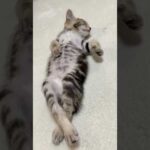 えっそうなん(YouTube)