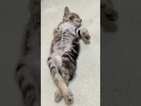 えっそうなん(YouTube)