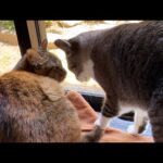 ゼロ距離は困っちゃうけど姫猫お姉ちゃんが大好きな妹猫(YouTube)