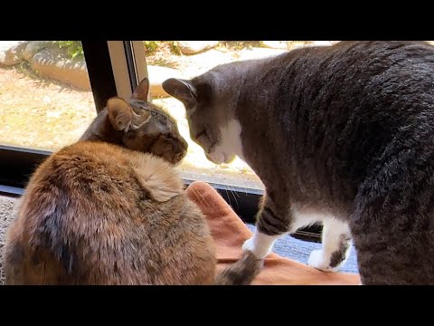 ゼロ距離は困っちゃうけど姫猫お姉ちゃんが大好きな妹猫(YouTube)