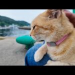 猫島からの帰りのフェリーに乗るために港に行くと来たときにもいた茶トラ猫ちゃんがいたので付近に座るとまた膝の上に乗ってきた(YouTube)