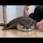 飼い主が寝てる間にカワウソがやっていること！ What otter do while their owners sleep!(YouTube)