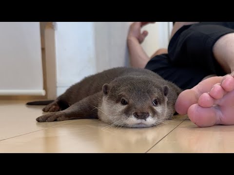 飼い主が寝てる間にカワウソがやっていること！ What otter do while their owners sleep!(YouTube)