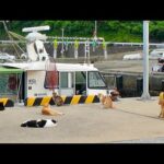 漁港に現れる“魚待ち猫”たちが可愛すぎて尊い(YouTube)