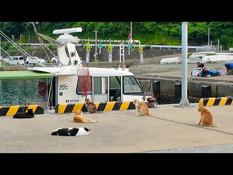 漁港に現れる“魚待ち猫”たちが可愛すぎて尊い(YouTube)