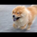 チャウチャウinドッグラン(YouTube)