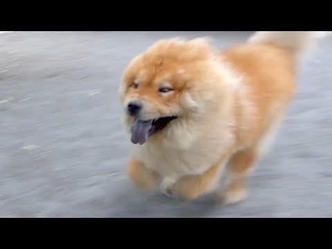 チャウチャウinドッグラン(YouTube)