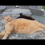 茶トラと黒猫の仲良しコンビの縄張りに見慣れない猫がやってきた(YouTube)