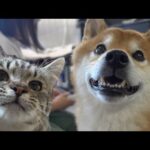 柴犬と猫の譲渡先へ‥出会ってすぐとは思えない程の光景に。(YouTube)