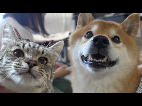 柴犬と猫の譲渡先へ‥出会ってすぐとは思えない程の光景に。(YouTube)