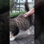 少し慣れてきた黒猫ちゃん、キジ白猫ちゃんも勇気出してモフられにきた(YouTube)