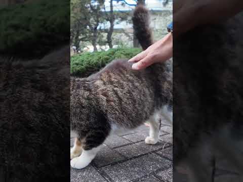 少し慣れてきた黒猫ちゃん、キジ白猫ちゃんも勇気出してモフられにきた(YouTube)