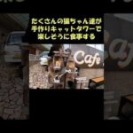 たくさんの猫ちゃん達が手作りのキャットタワーで楽しそうに食事する #猫 #cat #ねこ(YouTube)