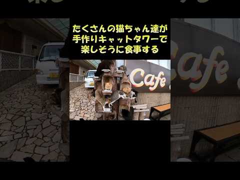 たくさんの猫ちゃん達が手作りのキャットタワーで楽しそうに食事する #猫 #cat #ねこ(YouTube)